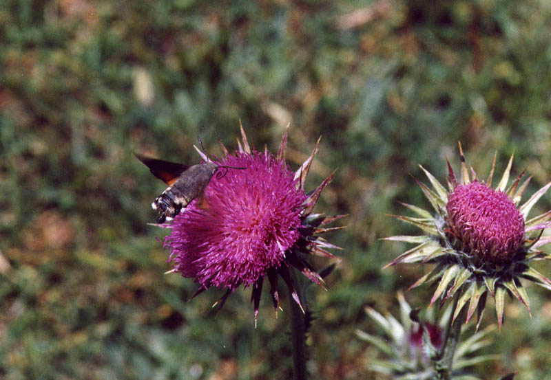 Macroglossum stellatarum